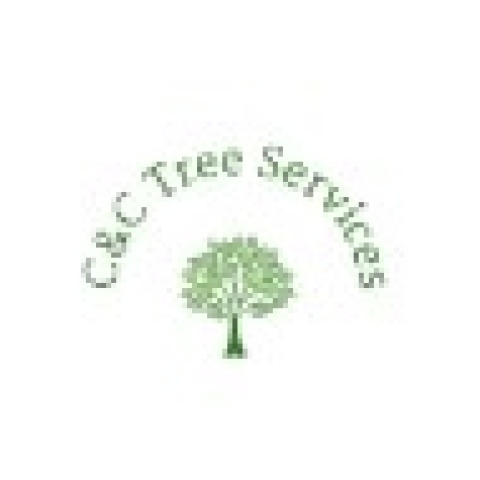 Emergency Tree Removal Services in Sarasota