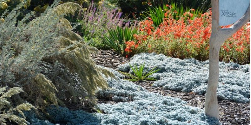 Xeriscaping: A Sustainable Approach to Landscaping