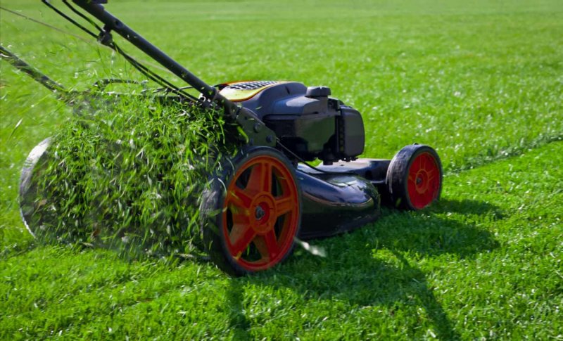 Beat the Heat: Your Comprehensive Guide to Protecting Your Grass During a Heatwave