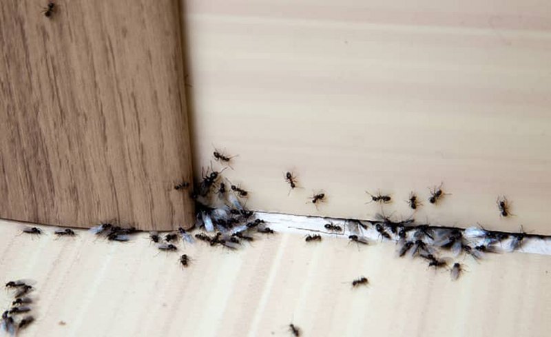 Battling the Summer Bug Blitz: How to Pest-Proof Your Home and Garden