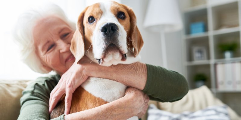Dogs for Seniors: A Paw-sitive Partnership