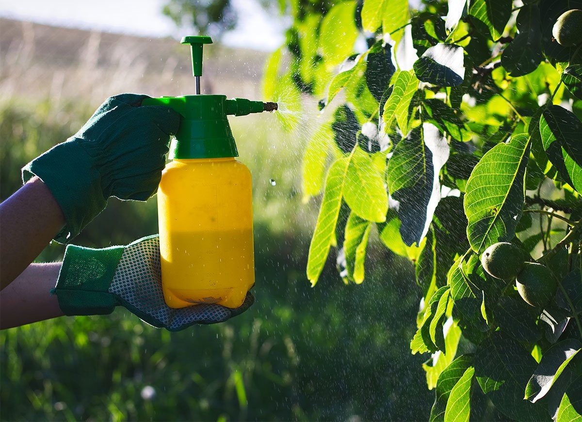 Impact of Chemical Pesticides