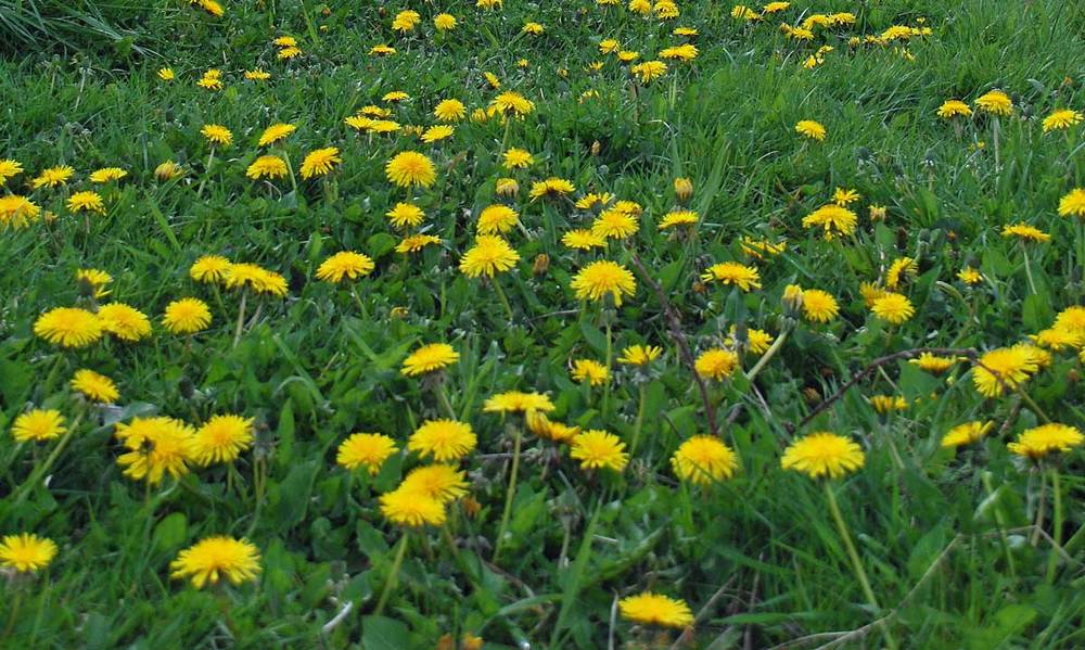 How to Deal With Dandelions in your yard