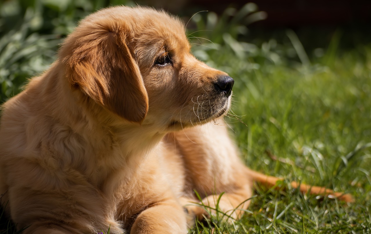What Is The Best Family Dog - Golden Retrievers?
