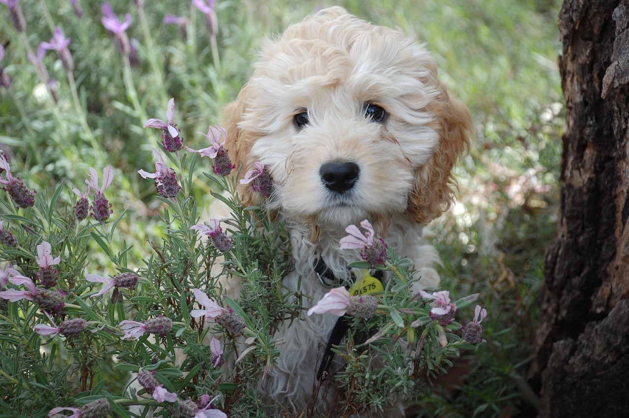 Reasons why grooming your dog is good for you and the dog