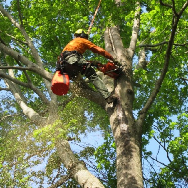 All Pro Tree Services