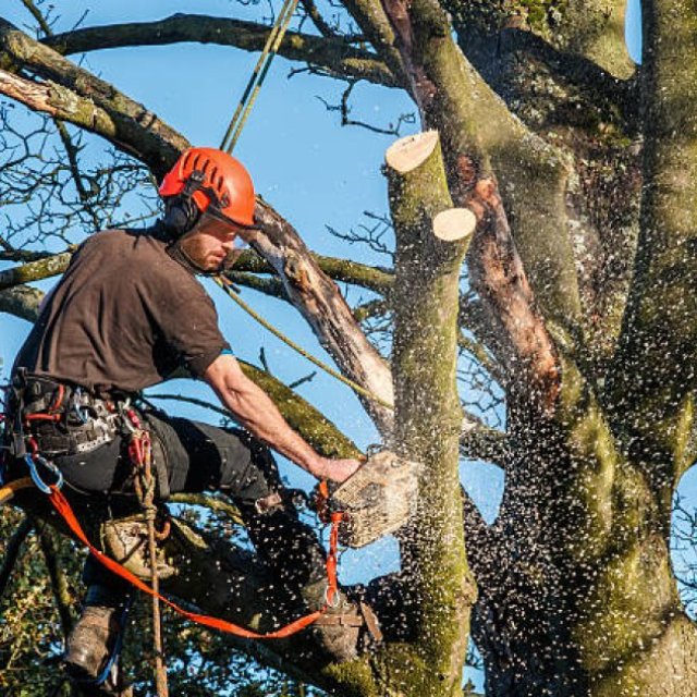 All Pro Tree Services