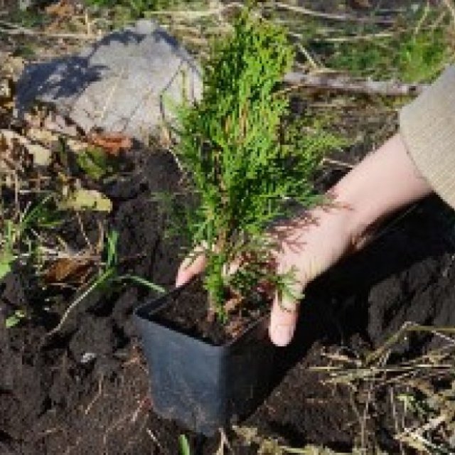 Thuja Green Giant