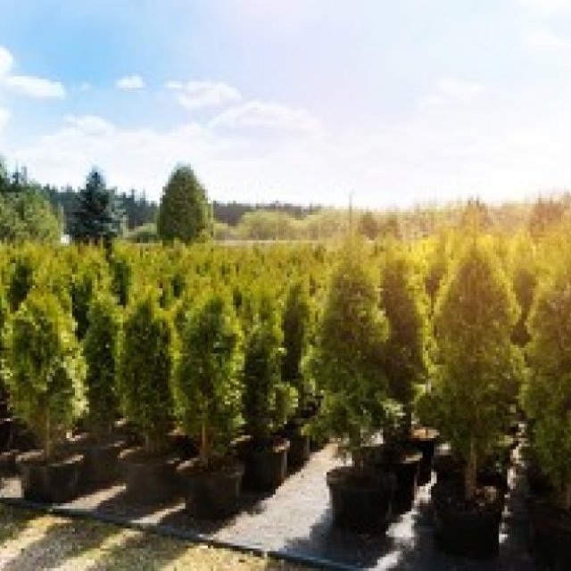 Thuja Green Giant