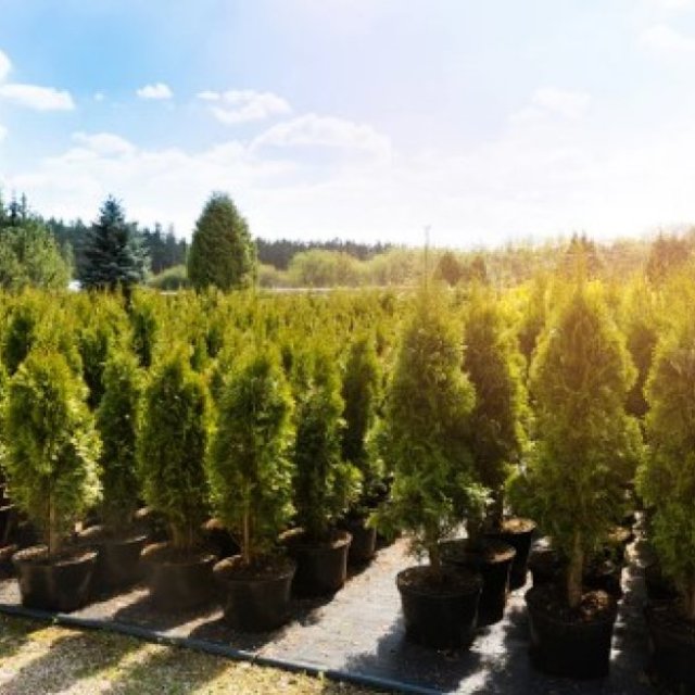 Thuja Green Giant