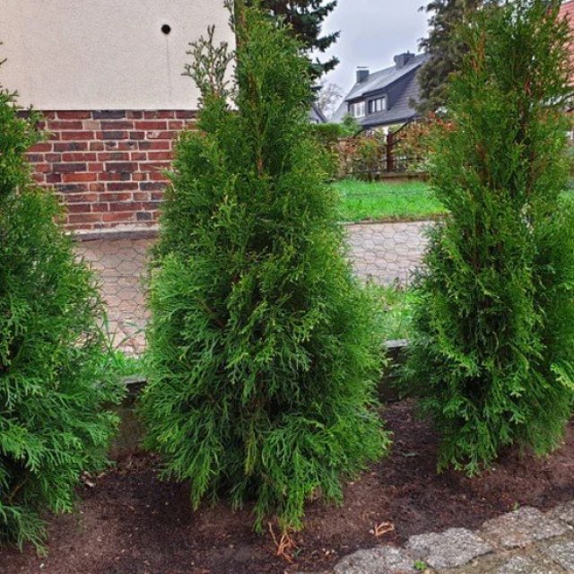 Thuja Green Giant