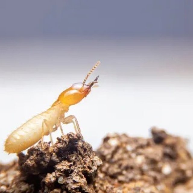 Termite Control