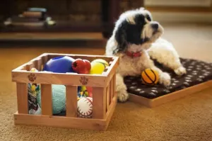Pet Supplies - Blogging Fusion