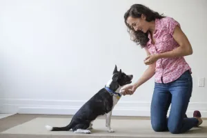 Dog Obedience Training - Blogging Fusion