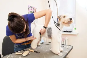 Dog Groomers