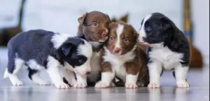 Pet Services