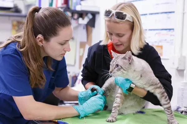 Encino Pet Hospital and Emergency