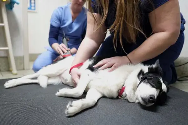 Encino Pet Hospital and Emergency