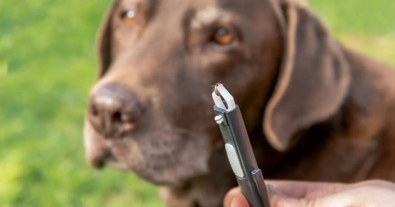 Recognizing the Most Common Clinical Signs of Lyme Disease in Dogs