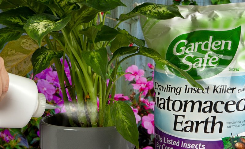 Battling the Summer Bug Blitz: How to Pest-Proof Your Home and Garden