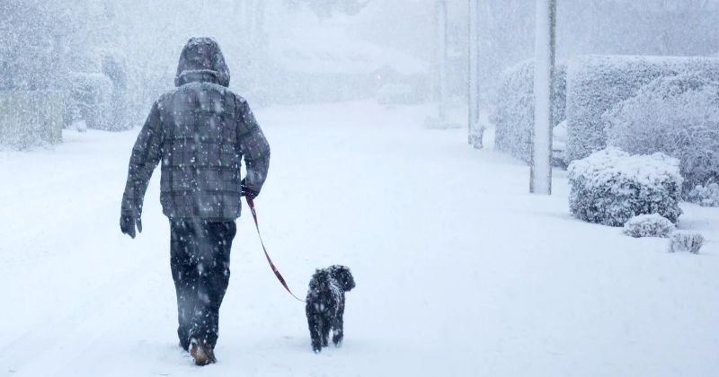 Ensuring Pet Safety During Snowstorms: A Comprehensive Guide