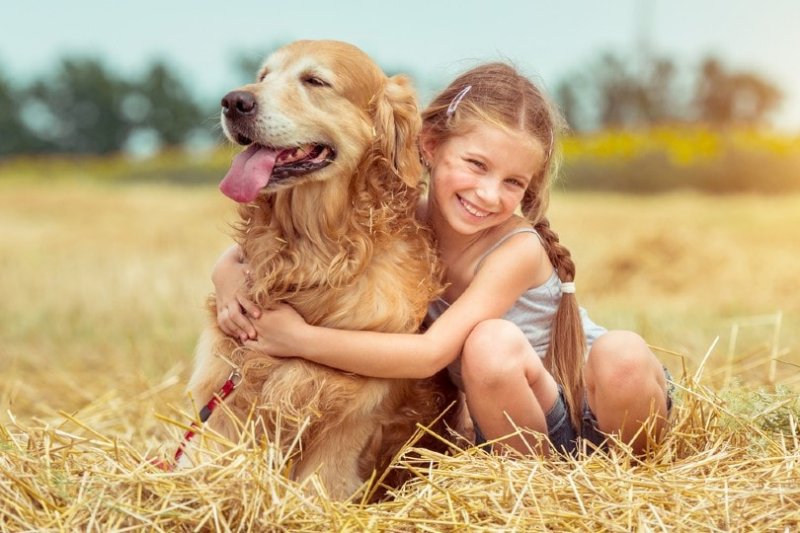 What Is The Best Family Dog - Golden Retrievers?