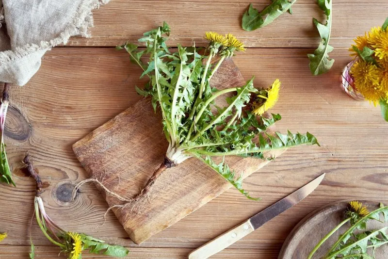 How to Deal With Dandelions in your yard