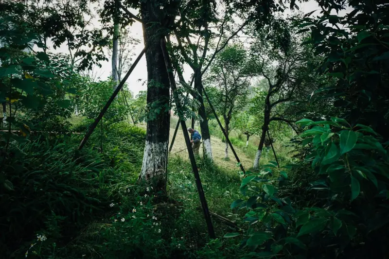 Urban Forest Bathing: The Science‑Backed Reset for Busy Professionals