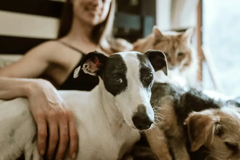 The Unseen Benefits of Treating Your Pet Like a Co‑Founder