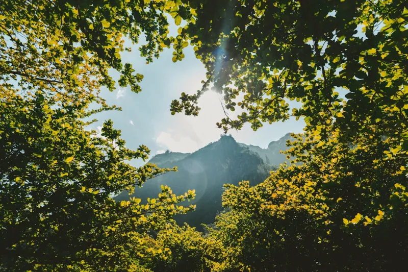 Nurturing Nature and Ourselves: The Profound Impact of Gardening on Mental Health