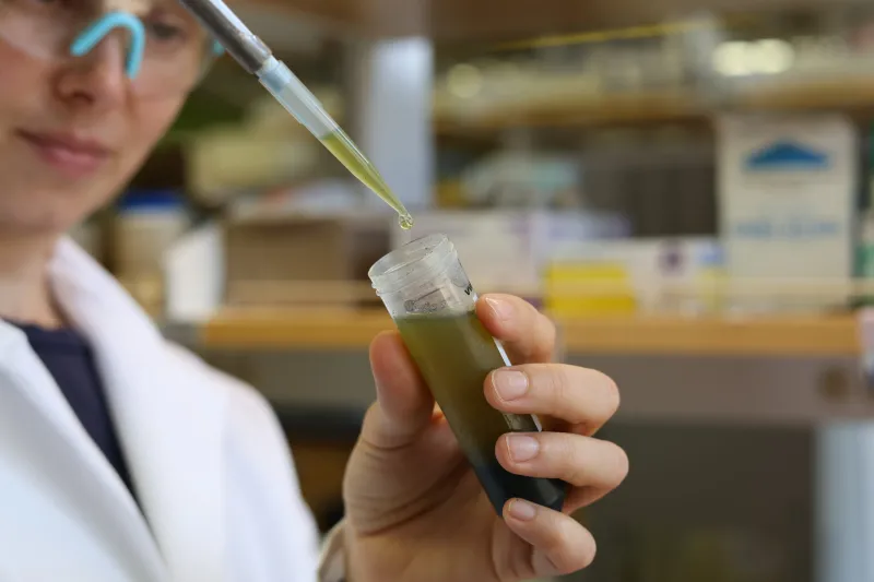 What is forever chemicals and what health risk do they impose