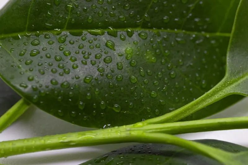 Plant‑Based Surfactants and DIY Solutions: A Fresh Take on Eco‑Cleaning