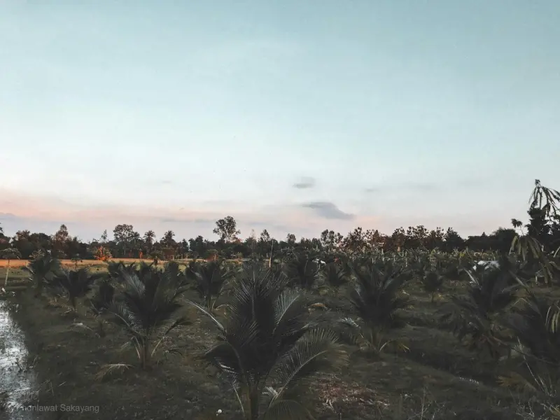 Cultivating a Low‑Tech Oasis in a High‑Tech World