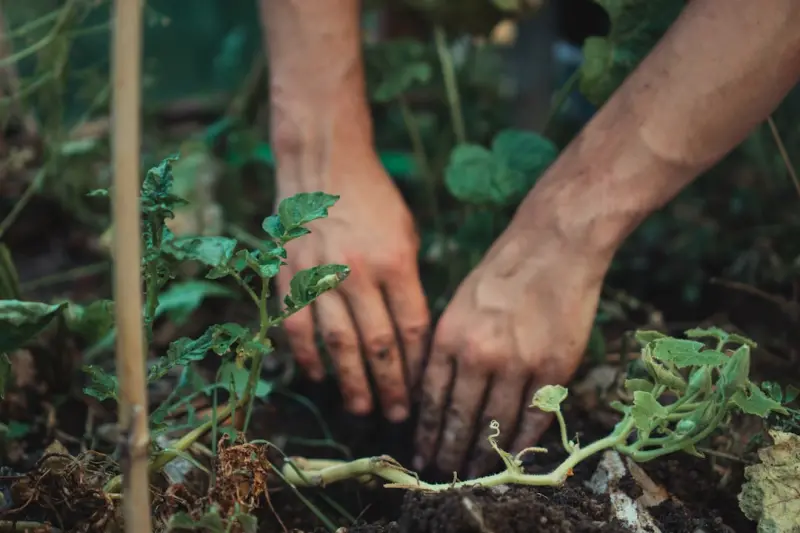 Cultivating a Microbial Garden: Harnessing Soil Life for Thriving Plants