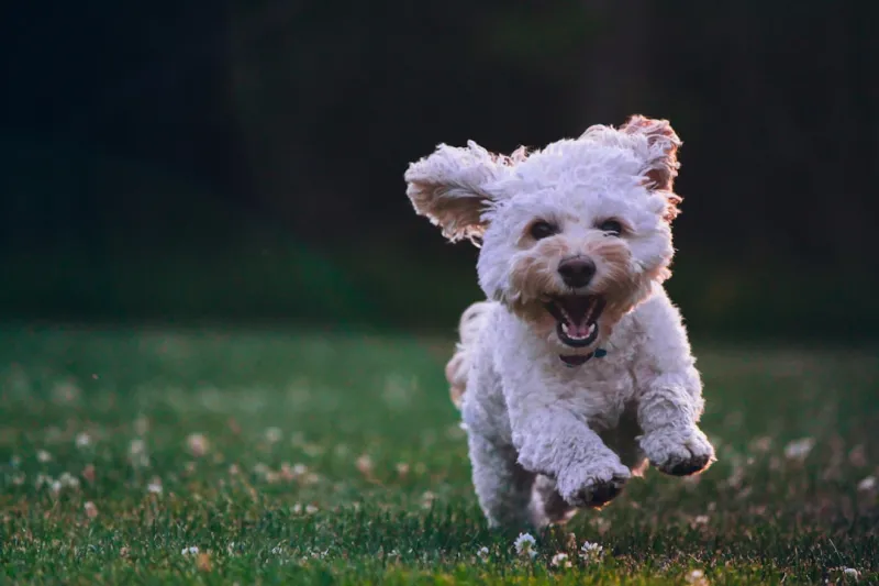 The Pet Revolution: How Technology is Changing the Way We Care for Our Furry Friends