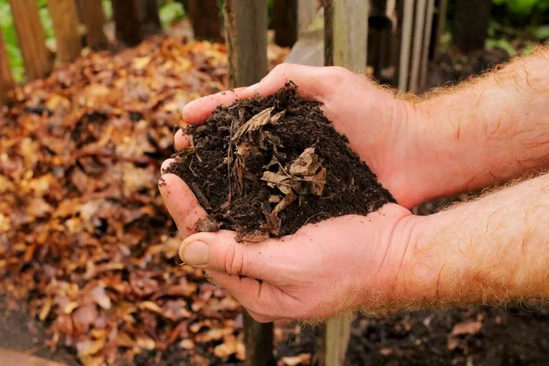 A Comprehensive Guide to Utilizing Fall Leaves as Superior Garden Mulch