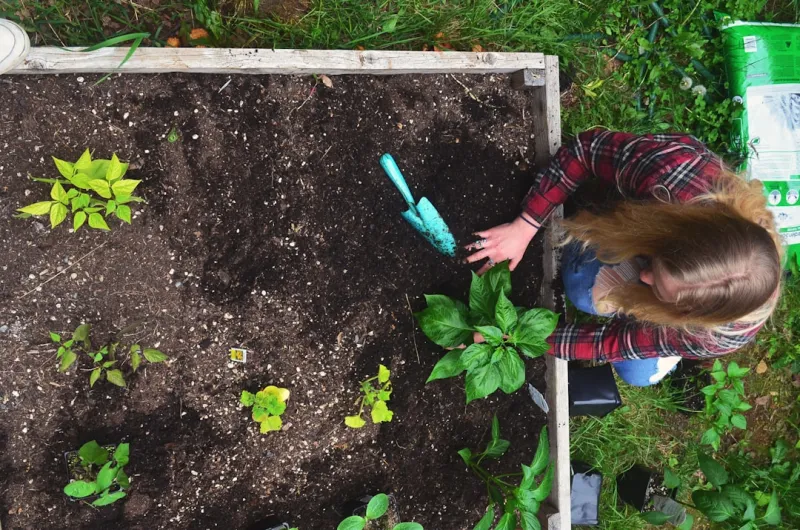 Cultivating Growth: Lessons From My Backyard Garden