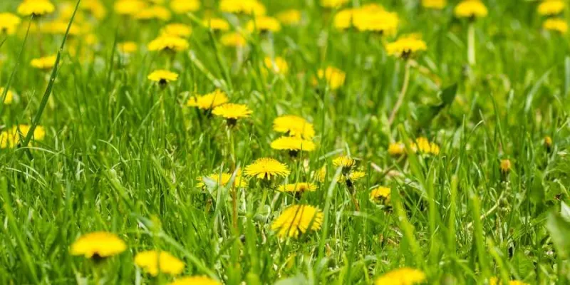 Understanding and Managing the Prolific Dandelion Invasion
