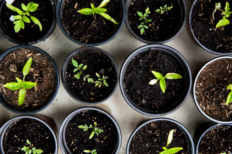 Growing More Than Just Plants: How Gardening Can Nurture Your Mind and Body