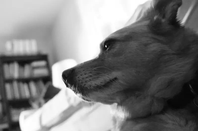Designing a Pet‑Friendly Home That Sparks Joy and Wellness Designing a Pet‑Friendly Home That Sparks Joy and Wellness