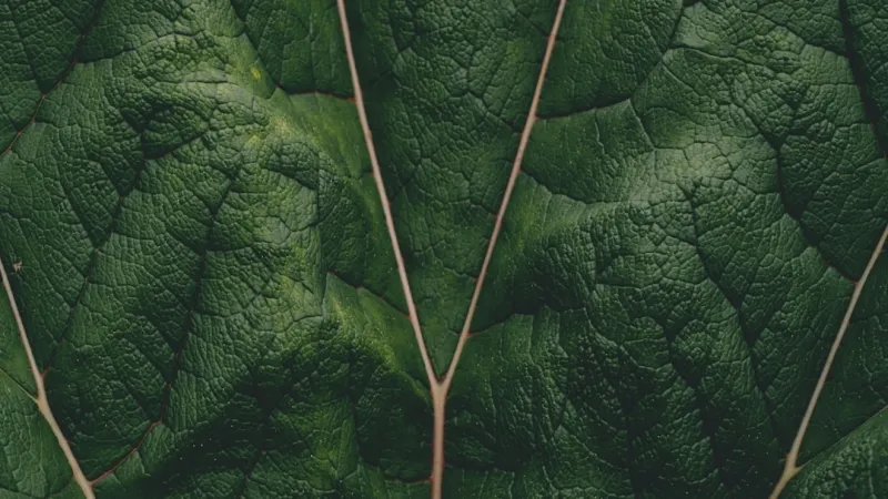 The Green Giant: How Sustainable Living is Revolutionizing Google