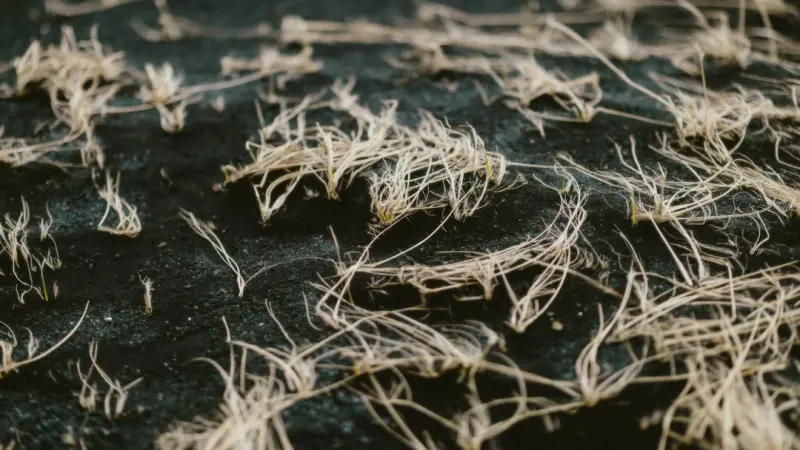 The Secret Life of Soil: How Microbes and Mycelium Power Your Garden