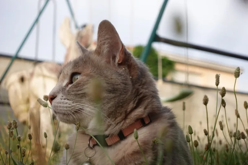 Why Sustainable Pet Care is the Future of Animal Lovers Why Sustainable Pet Care is the Future of Animal Lovers