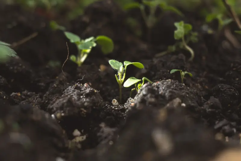 Cultivating a Mindful Garden: From Soil Secrets to Community Harvests