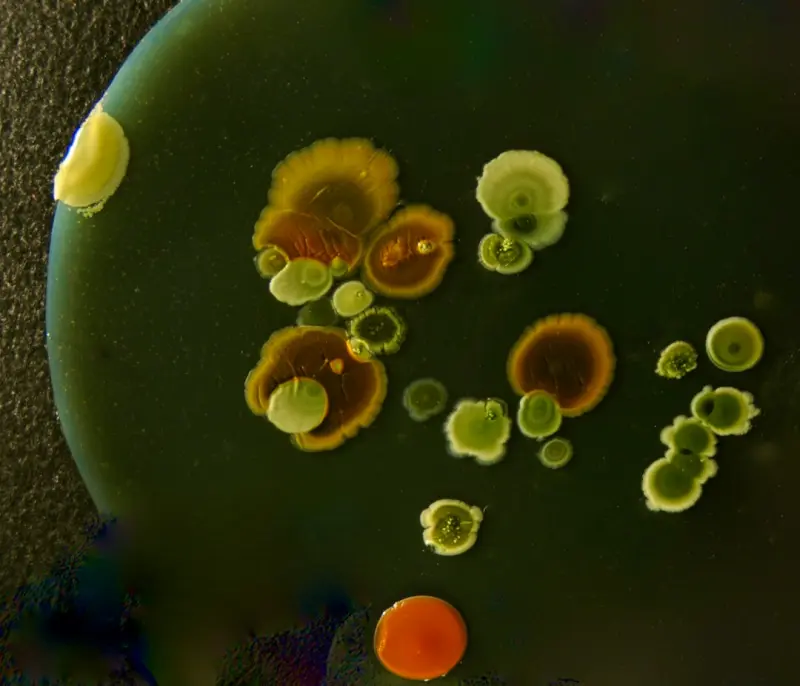 Why Soil Microbiomes Are the Real MVPs of Modern Gardens - Blogging Fusion