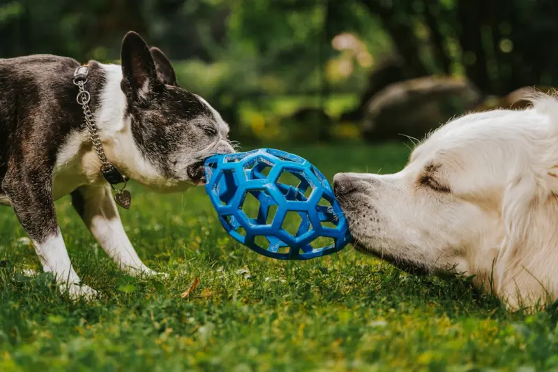 Structured Play: Boosting Pet Smarts & Owner Joy