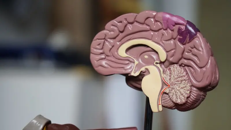 Designing for the Human Brain: Neuro‑Friendly Web Experiences