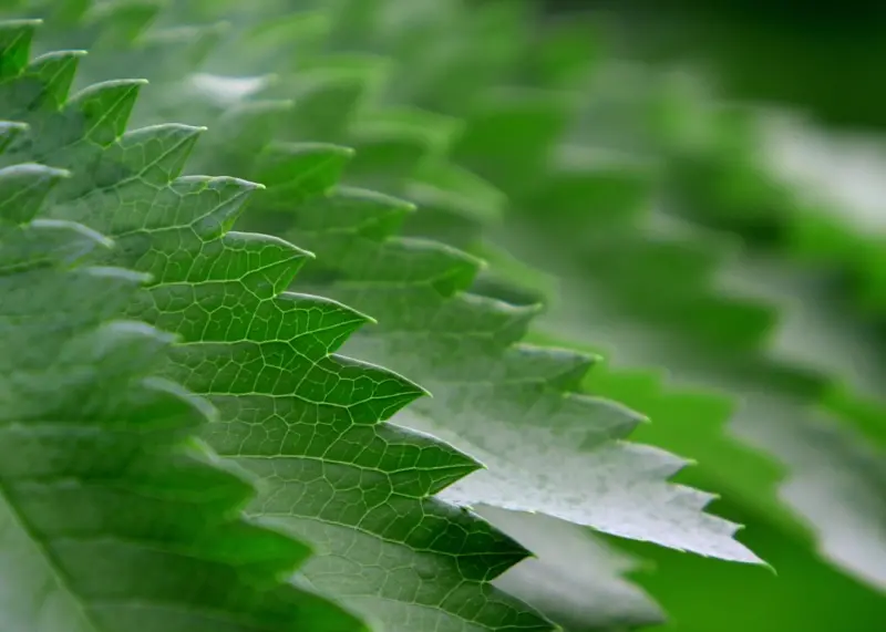 Green Edge Hosting: Sustainable Speed for Modern Sites