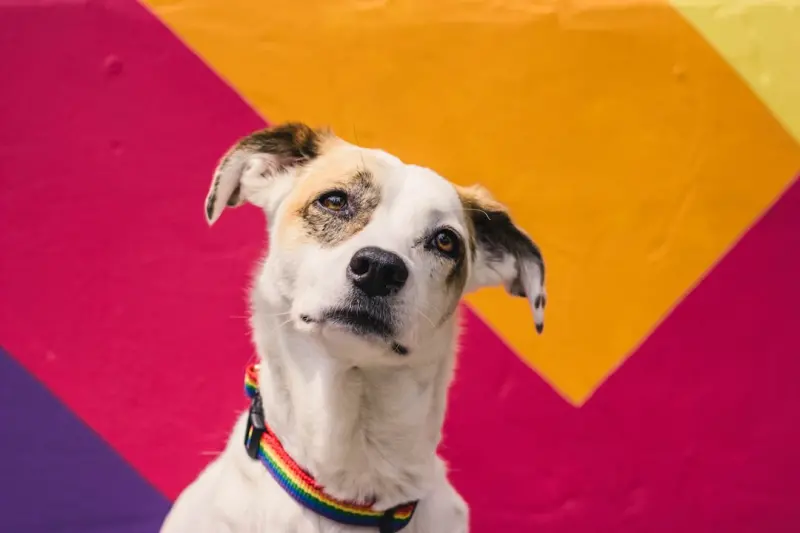 From Shelter to Studio: How Rescue Pets Ignite Creativity in Remote Work