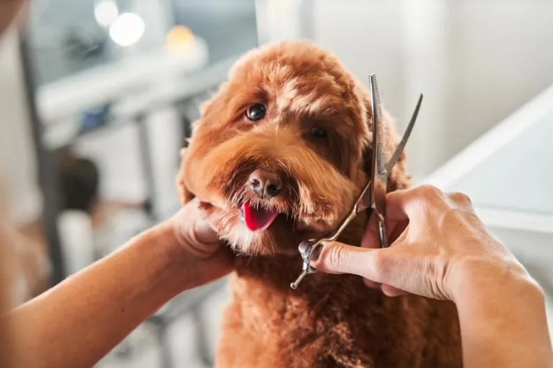 Reasons why grooming your dog is good for you and the dog